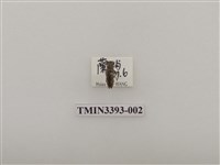 藏品(綾紋小天牛)的圖片